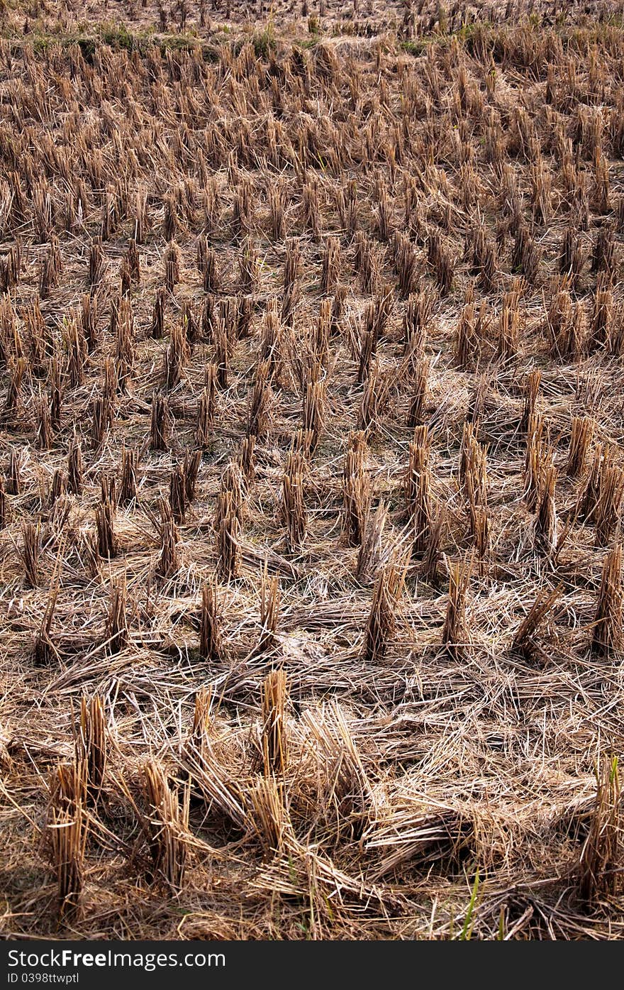 Rice fields after harvest