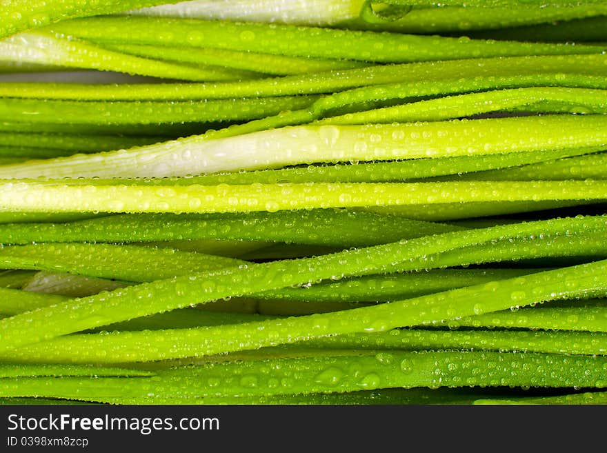 The green onions with drops of background. The green onions with drops of background.