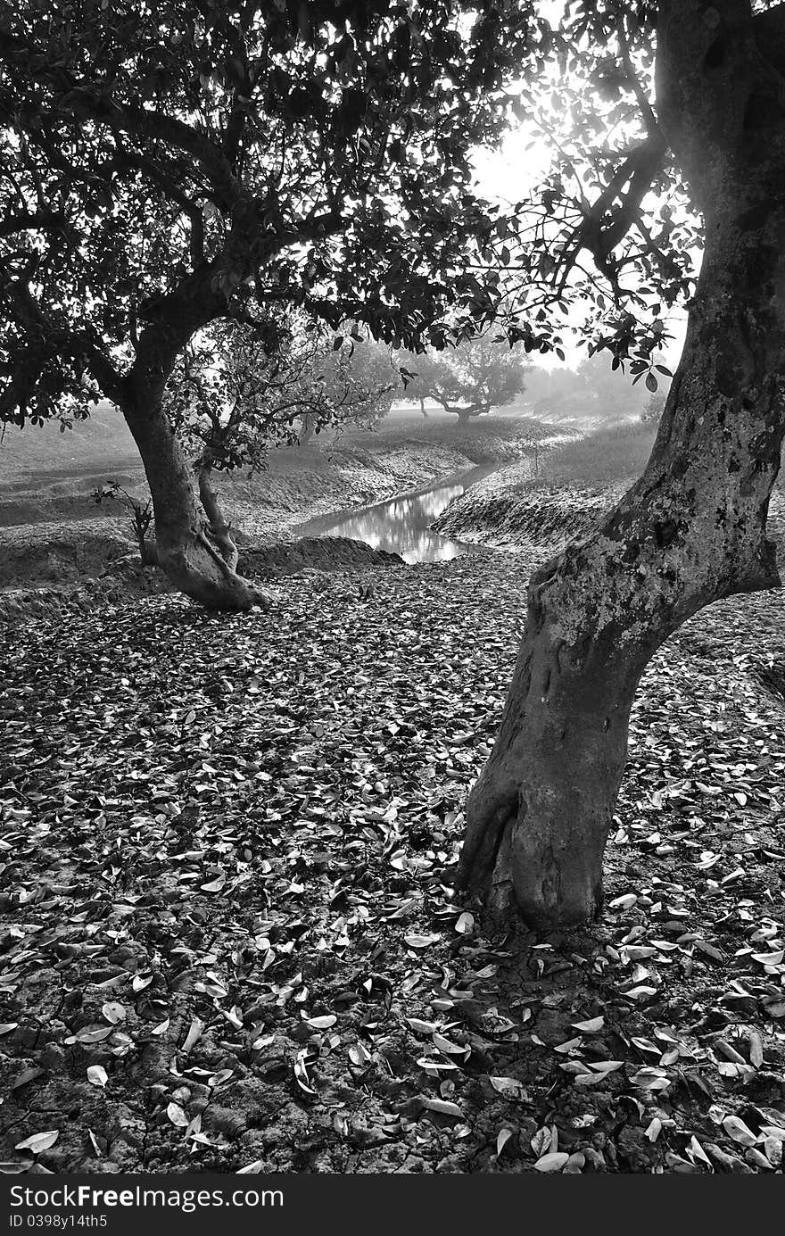 A vertical view of a riverside landscape at sundarban. A vertical view of a riverside landscape at sundarban