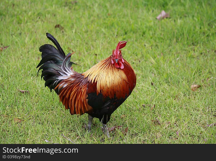 Thai Bantam