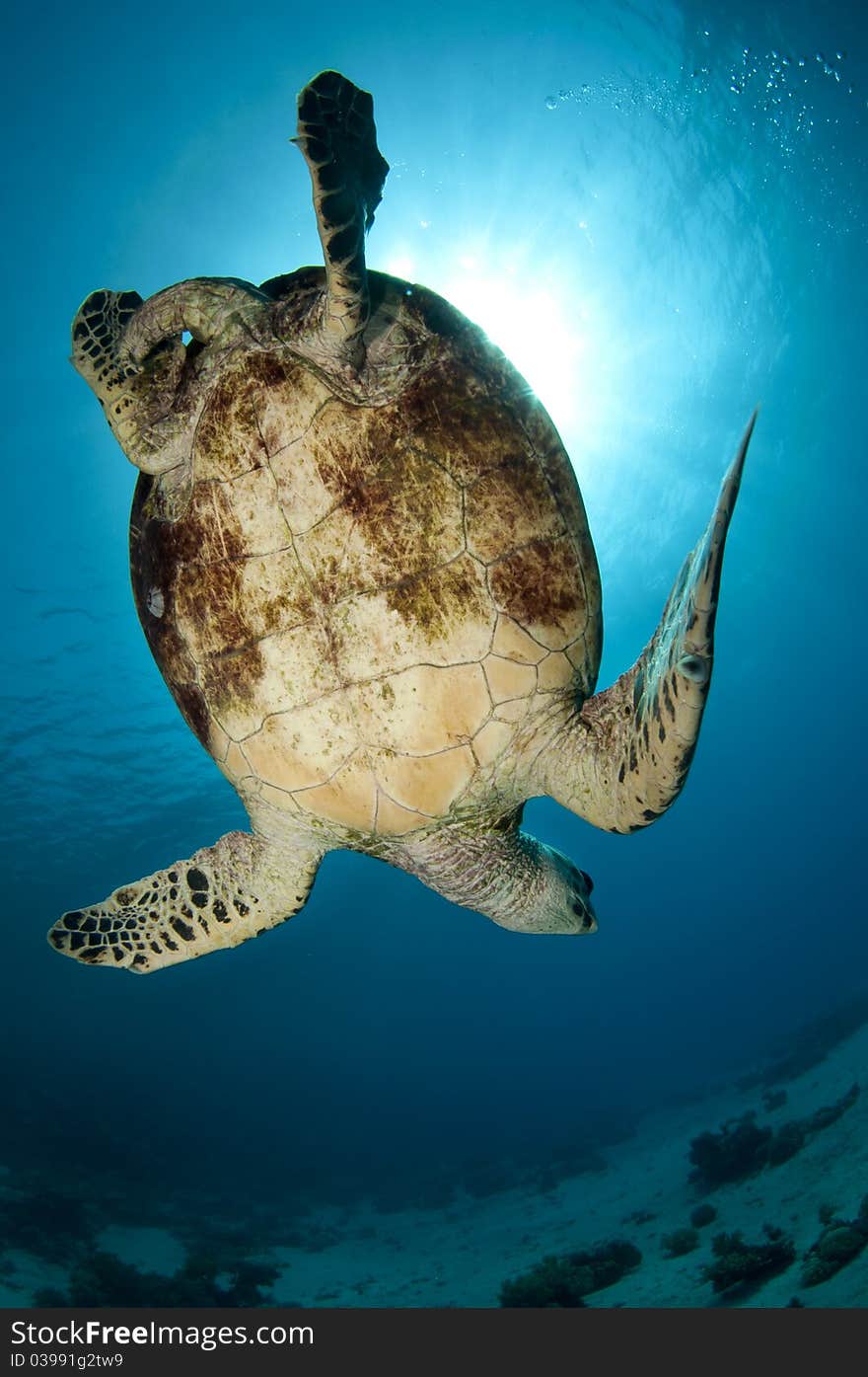 Sea turtle on coral reef in the ocean