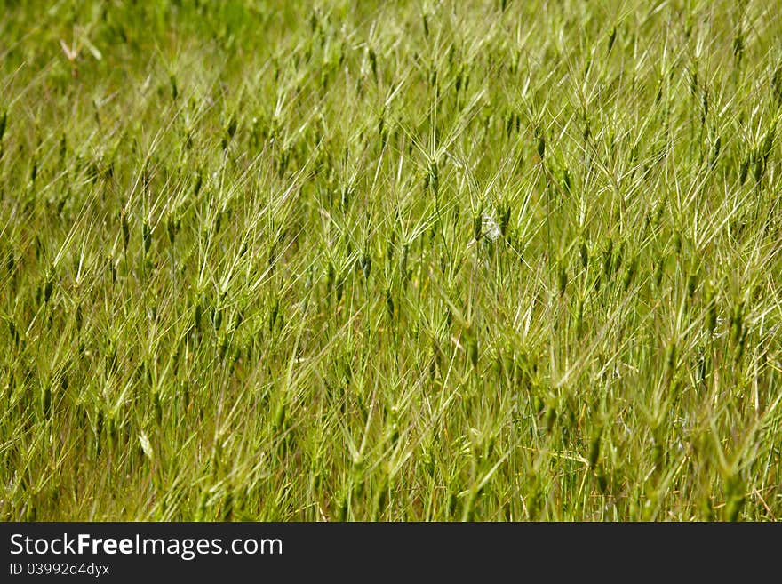 Texture of green grass spikelets. Texture of green grass spikelets