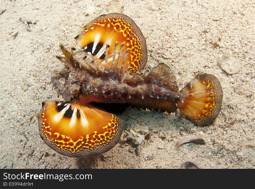 Scorpion fish on soft coral reef in the ocean with colorful wings open