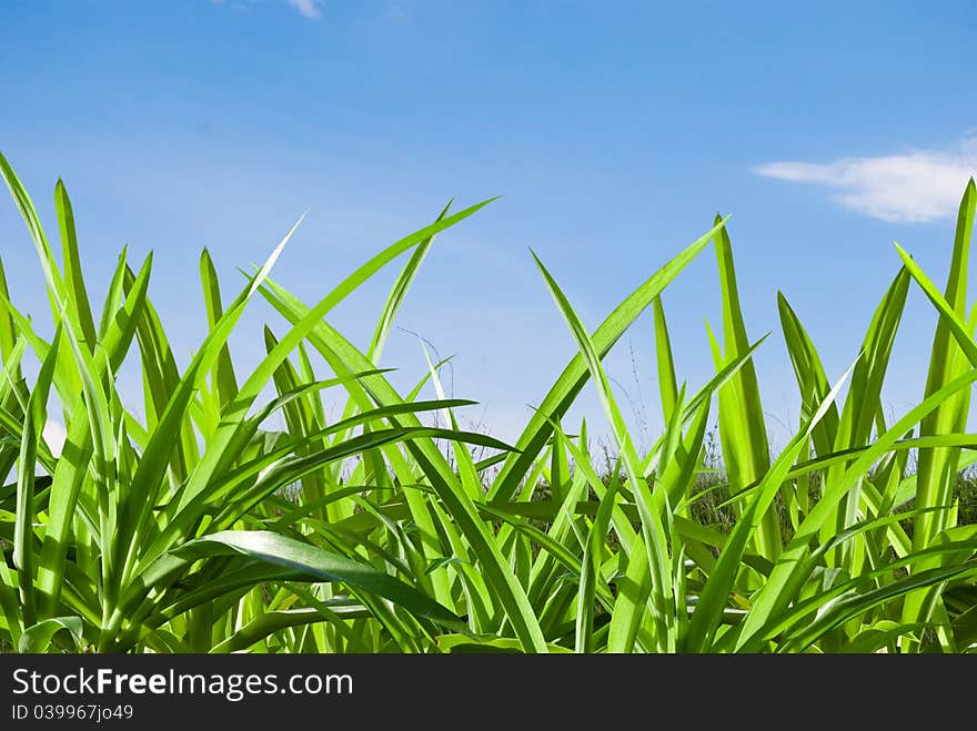 Green grass on background blue sky. Green grass on background blue sky