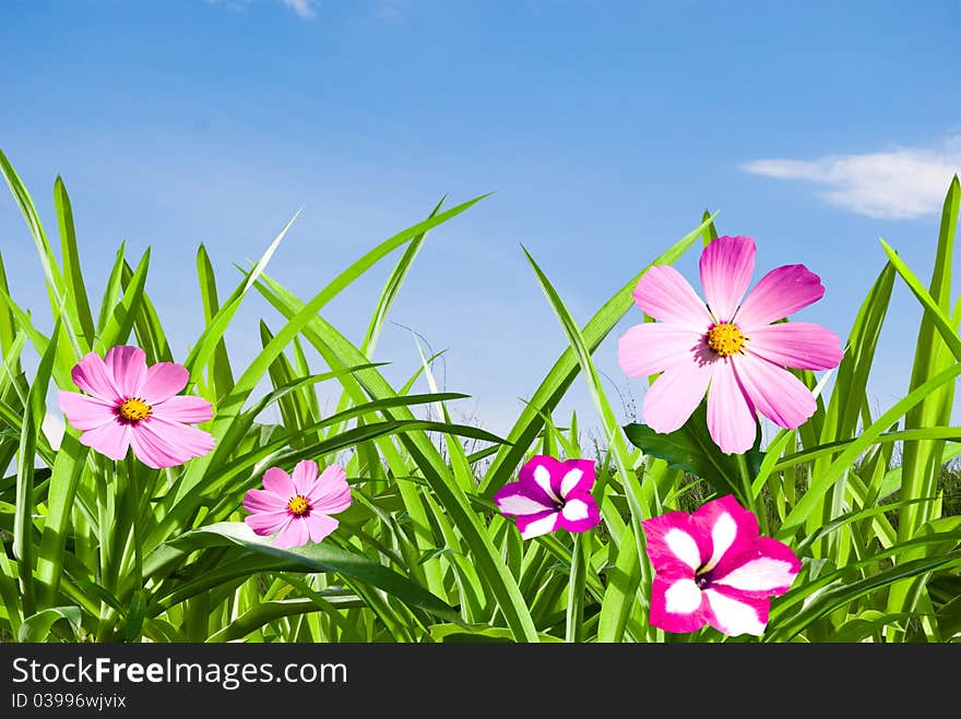 Green herb with pink flowers on background sky in solar day