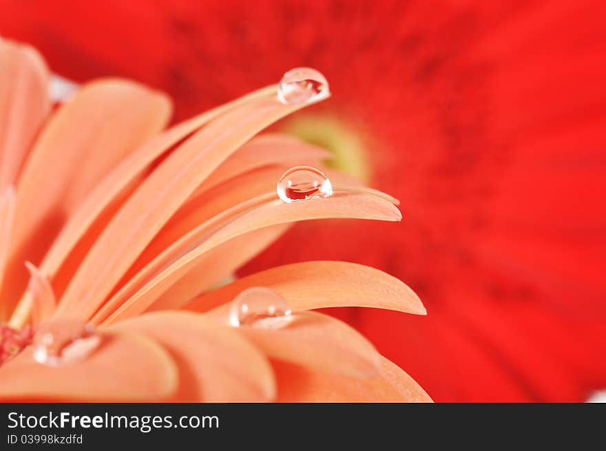 Water drops on a pink gerbera with reflaxion, macro shot