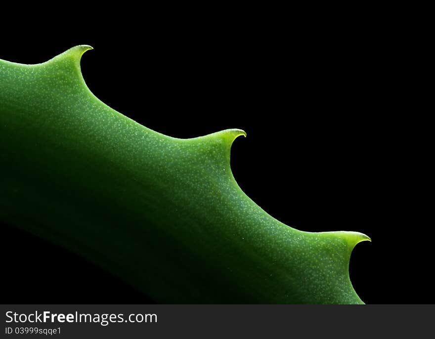 Close-up view of an Aloe vera leaf, isolated on black background with copy space. Close-up view of an Aloe vera leaf, isolated on black background with copy space