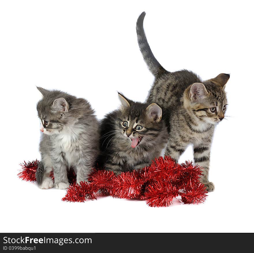 Three kittens