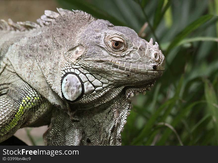 Close-up view of a Green Iguana (Iguana iguana). Close-up view of a Green Iguana (Iguana iguana)