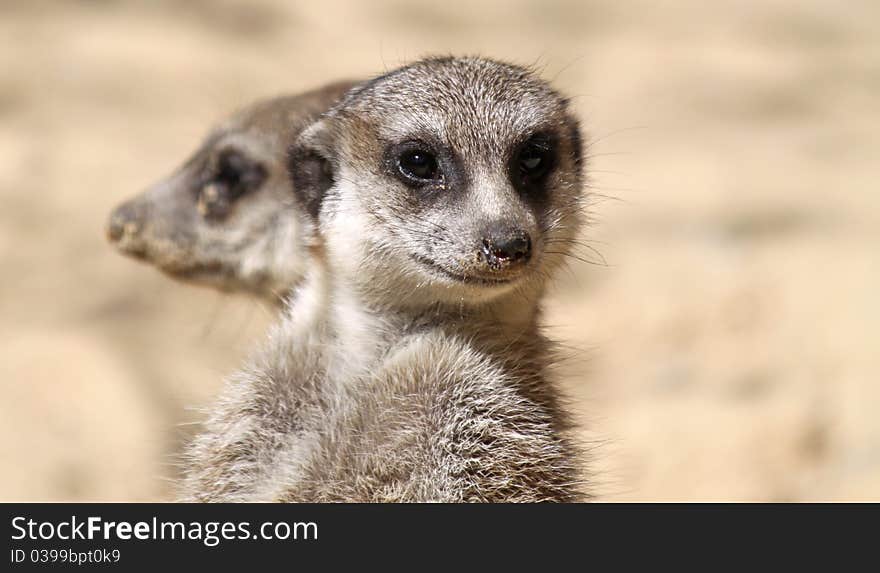 Pair Of Meerkats 03