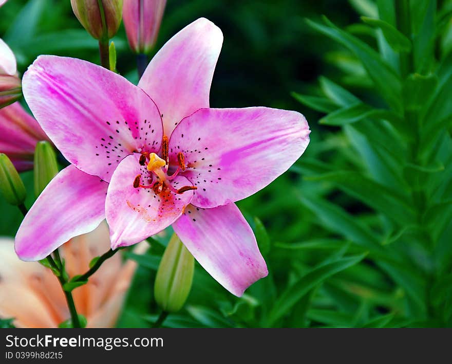 Pink Lily Closeup