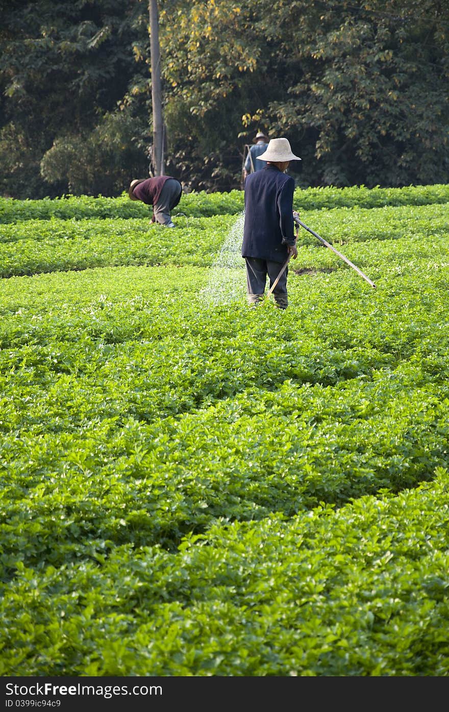 Vegetable plot and peasantry,agriculture