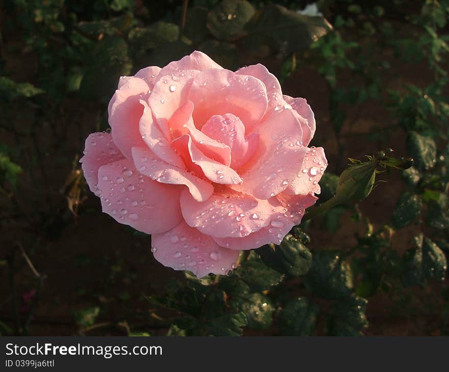 A rose after the rain