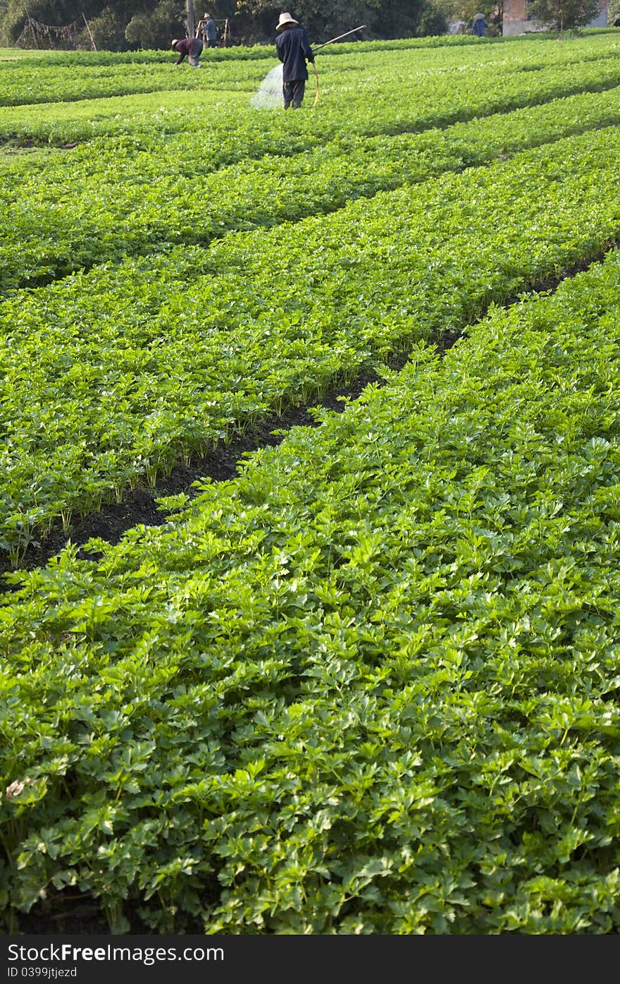 Vegetable plot and peasantry,agriculture