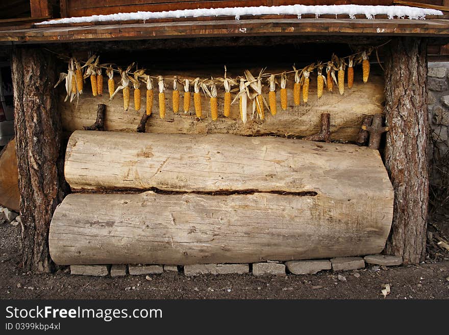 Corn cobs hanging in front of a farm