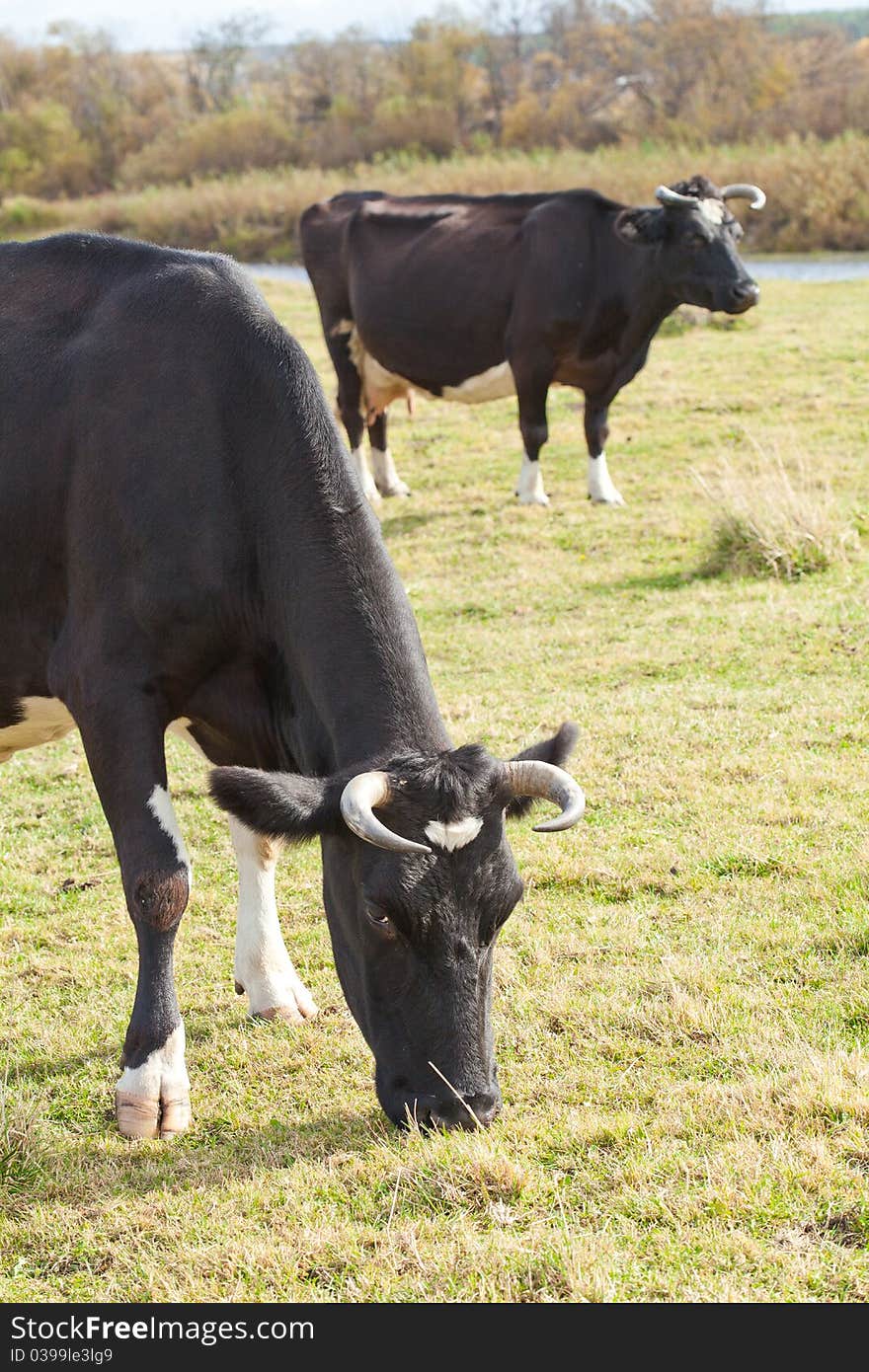 Dairy cows graze on the meadow. Natural shooting