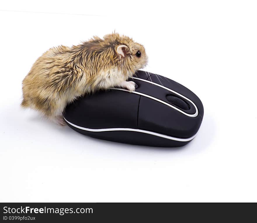 Hamster and a computer mouse. Hamster and a computer mouse