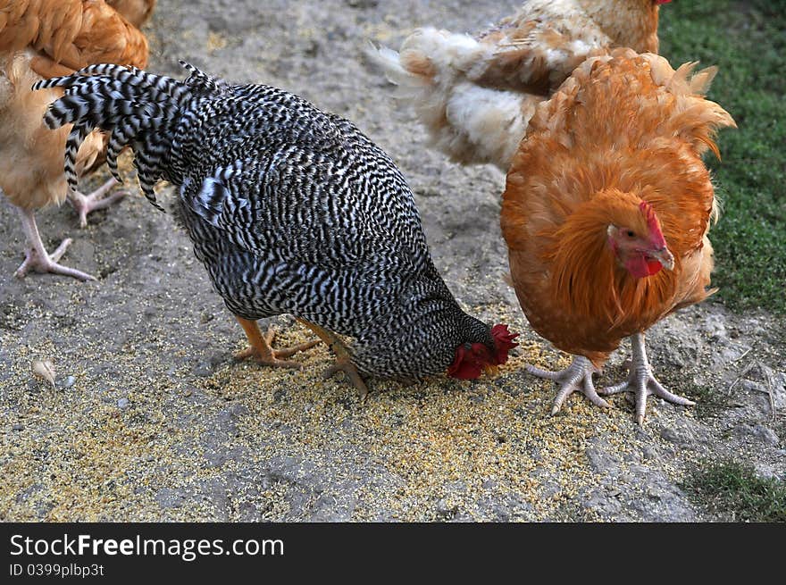 Pecking hens