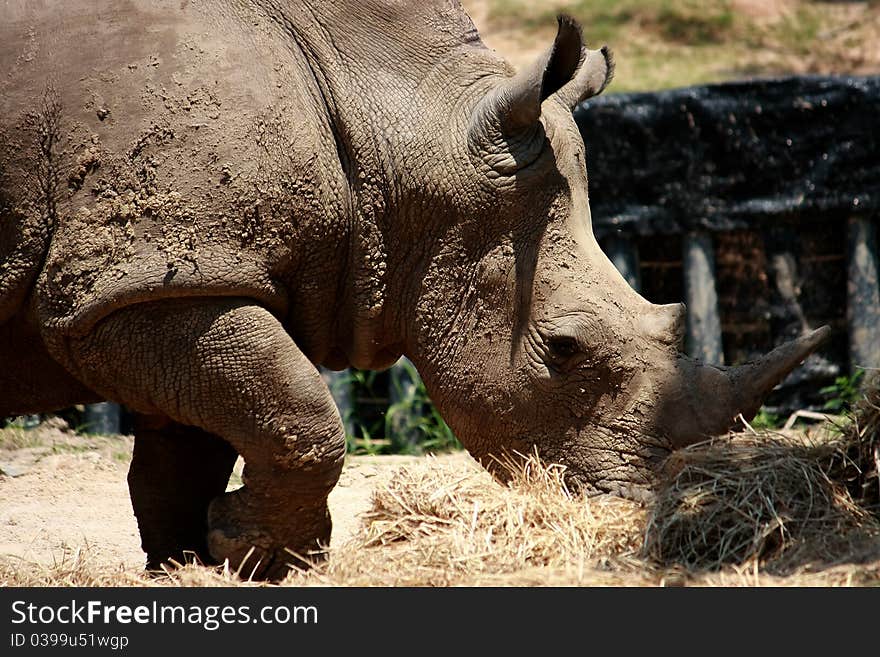 Rhino face in the forest