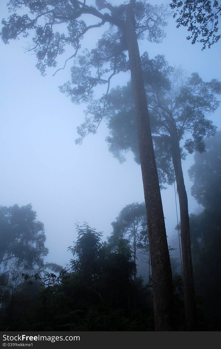 The tree in the mist. The tree in the mist