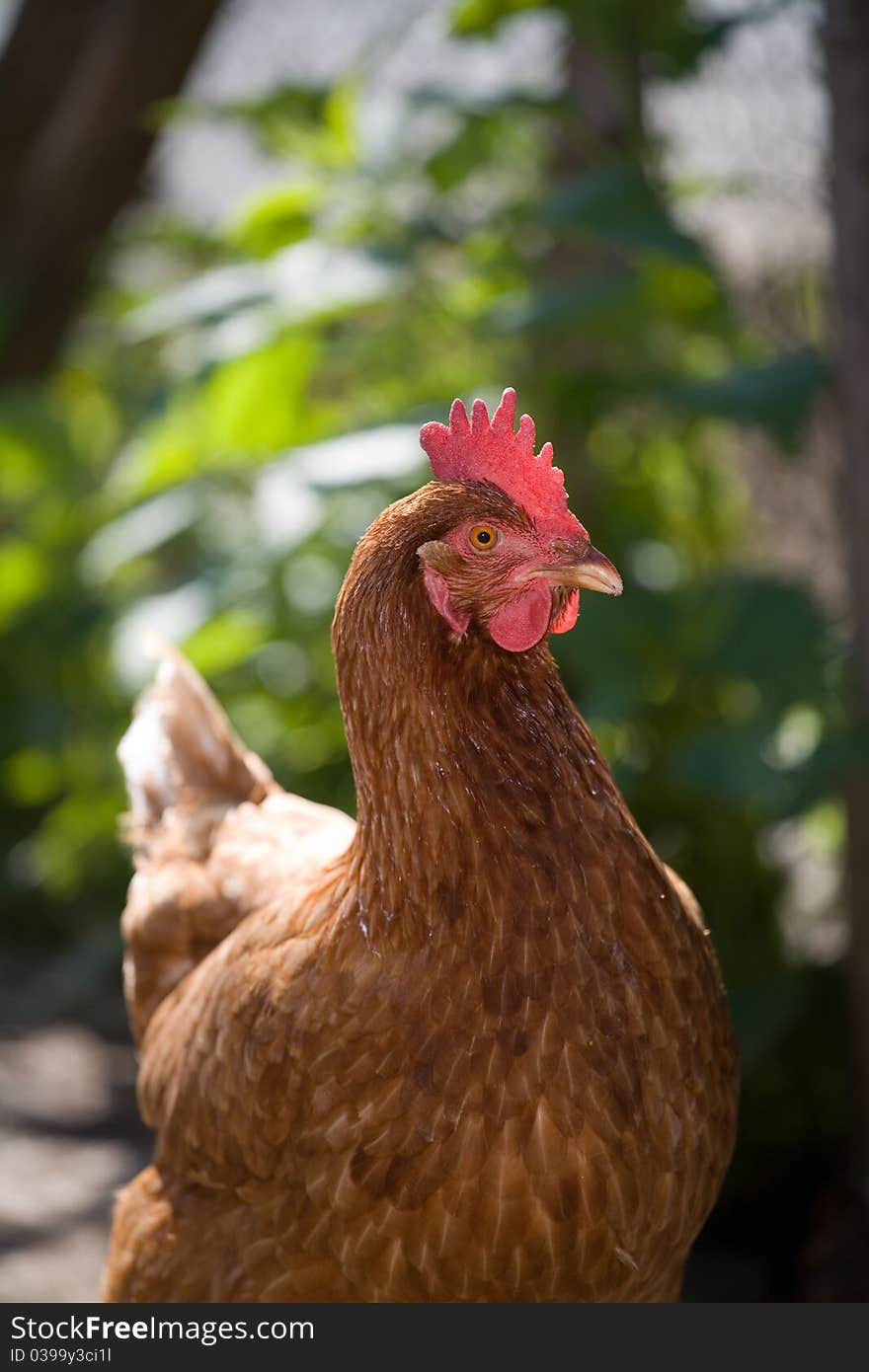 Brown rooster looking at you. Brown rooster looking at you