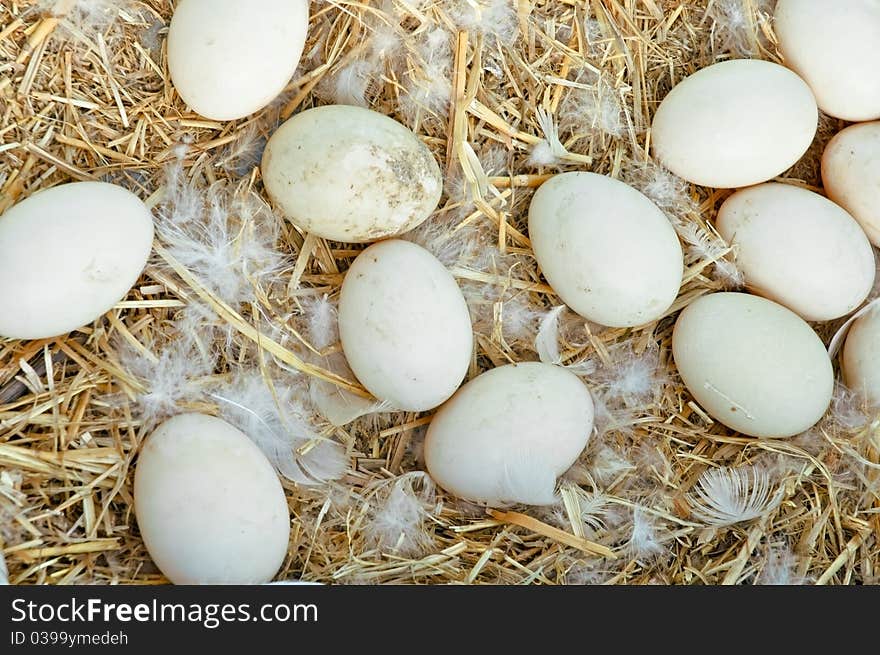 Fresh eggs