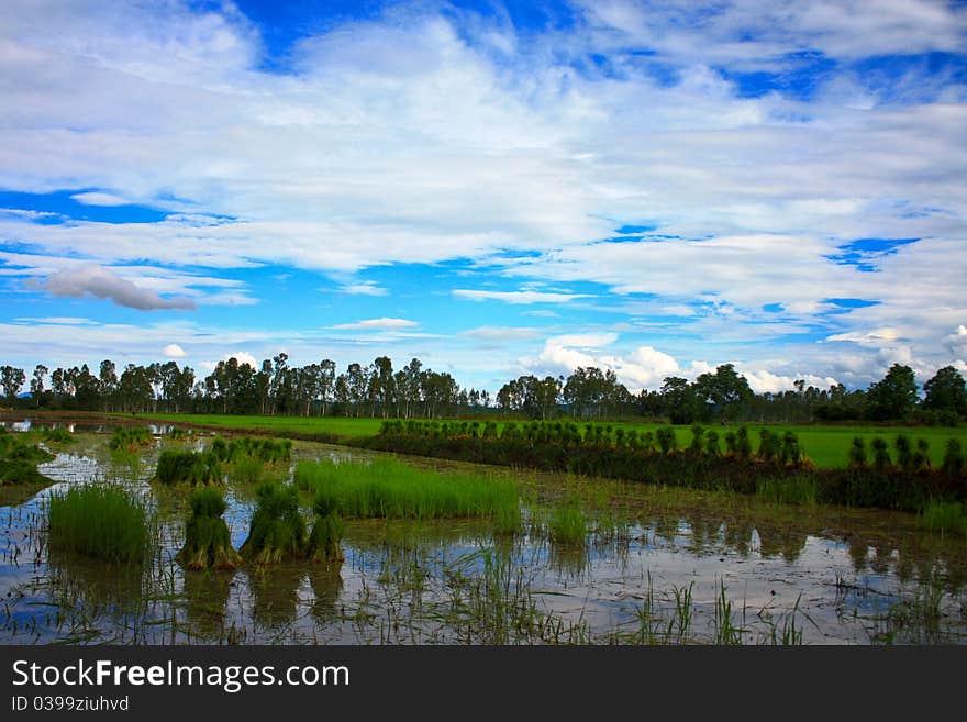 Rice Field In Thailand.