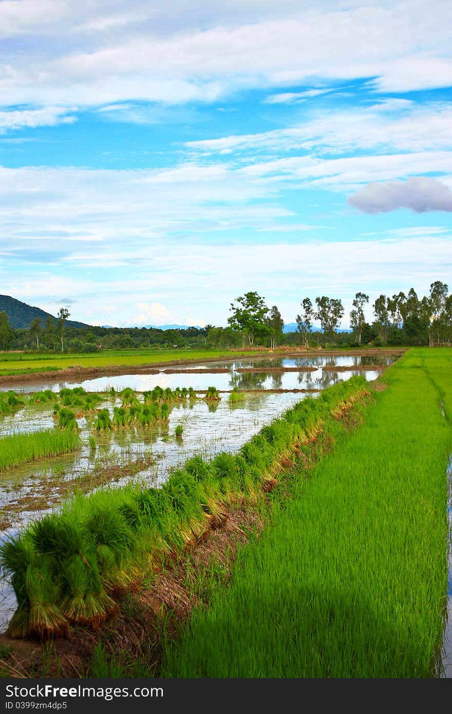 Rice Field In Thailand.