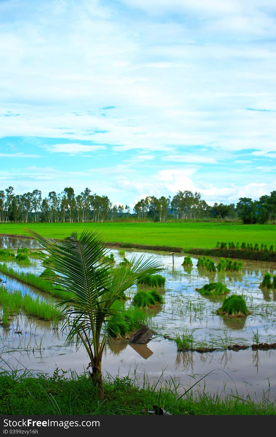 Rice field in Thailand.