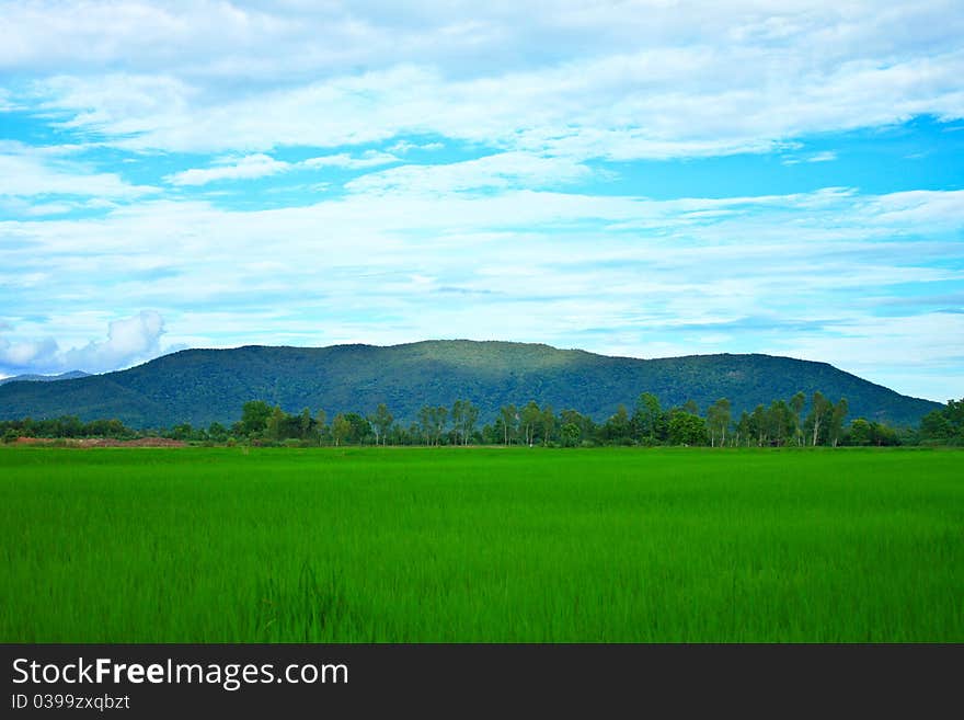 Rice field in Thailand.