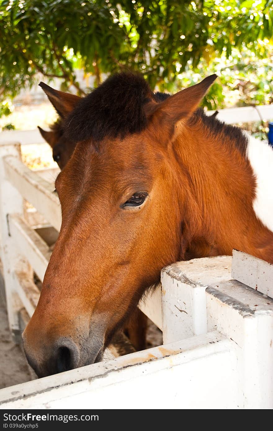 Brown Horse.