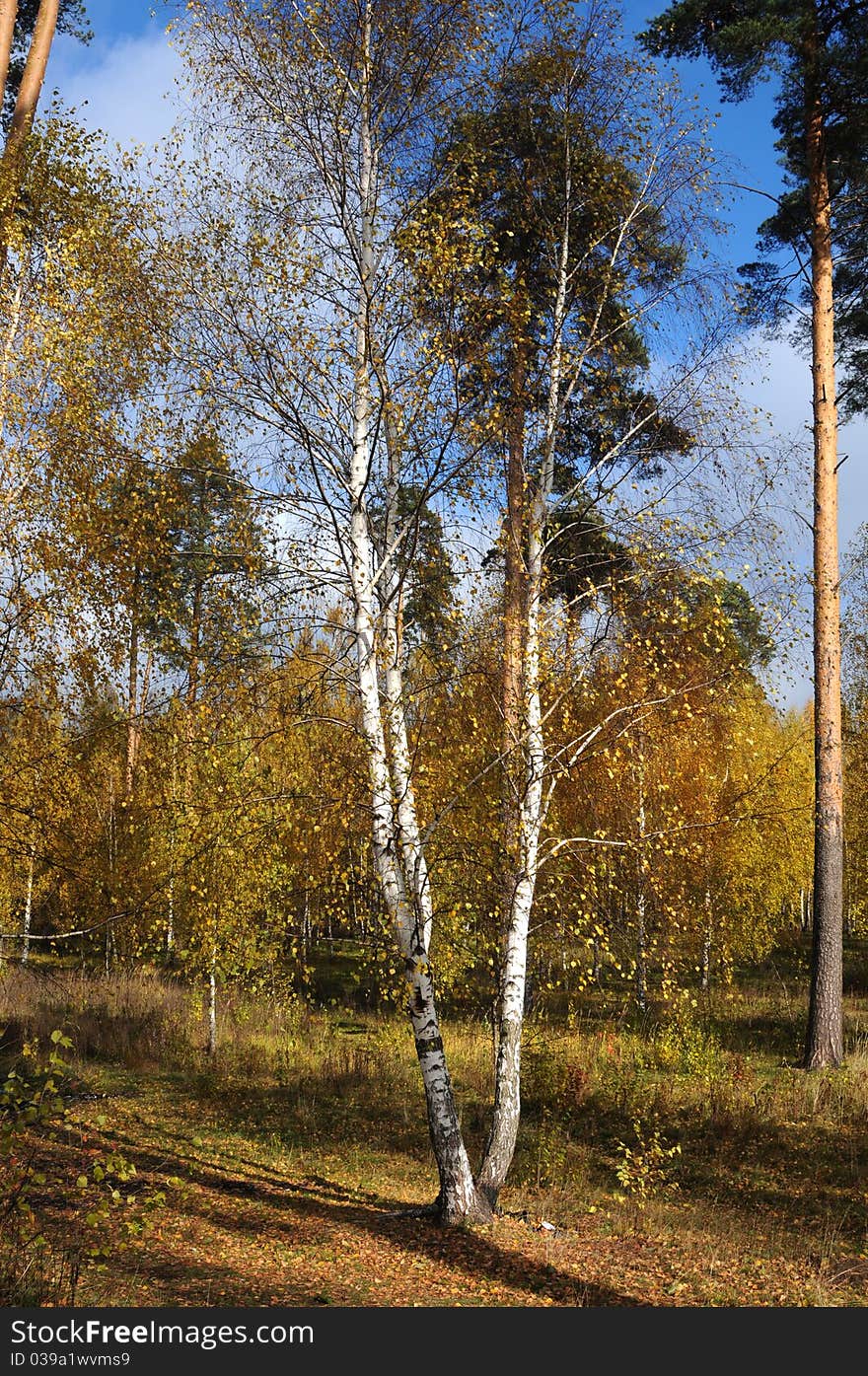 Birch