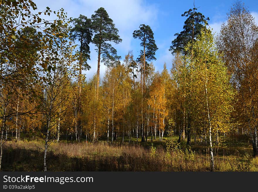 Autumn wood