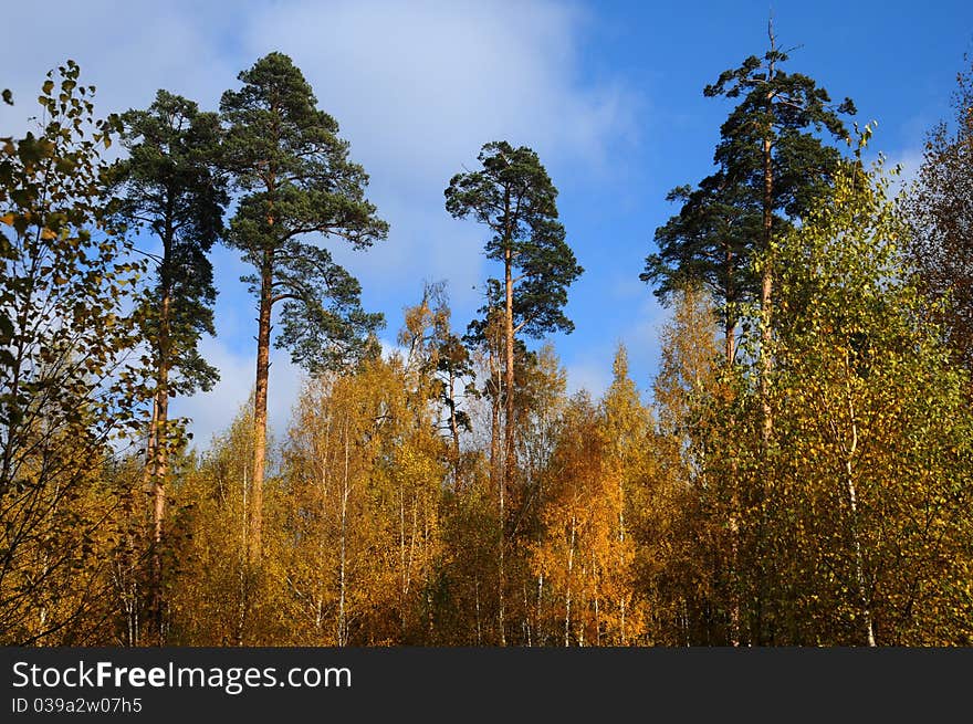 Autumn wood