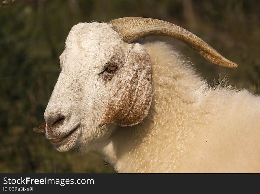 Farm Goat in South Africa. Farm Goat in South Africa