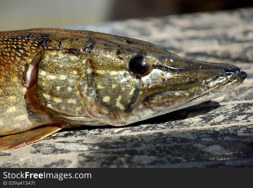 A pike from the river is caught on spinning