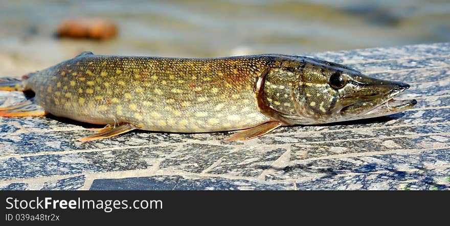 A pike from the river is caught on spinning