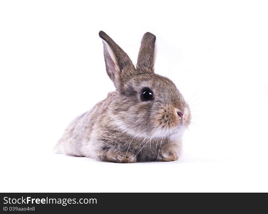 Little rabbit on a white background isolation