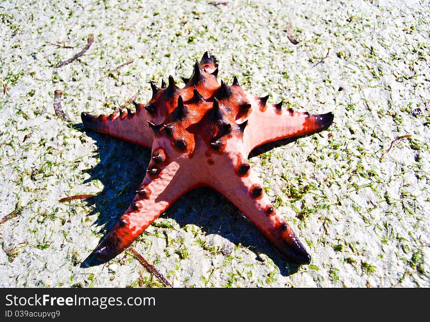 Starfish on Seagrass, sea, Thailand. Starfish on Seagrass, sea, Thailand.