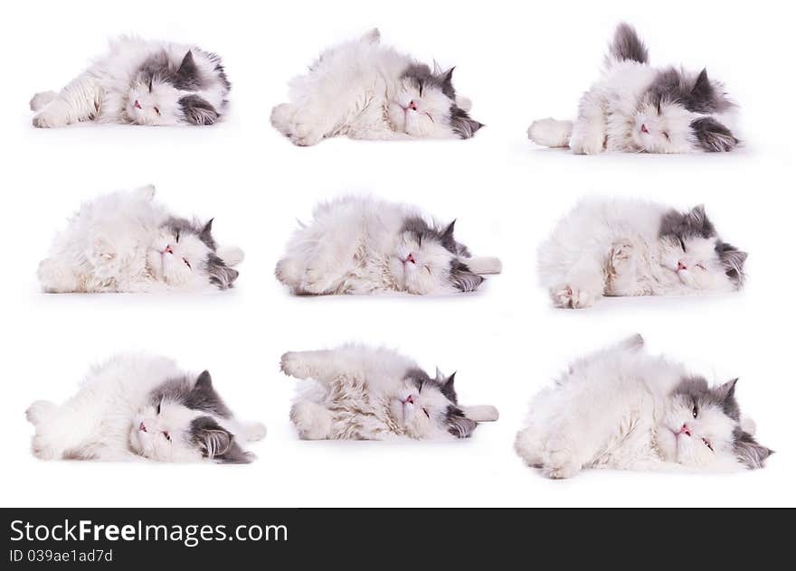 Cat on the white isolated background. Cat on the white isolated background