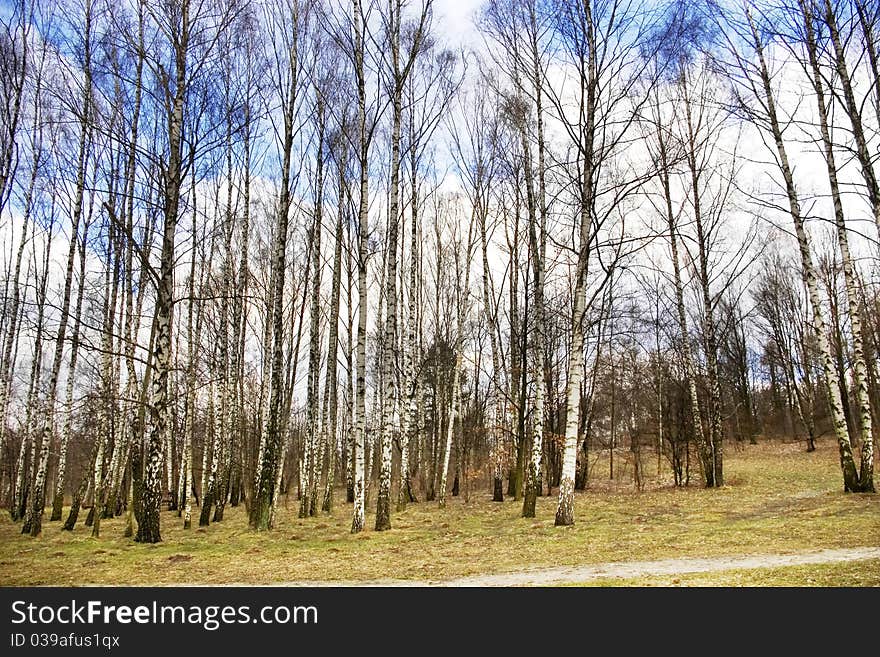 East-European birch forest in the spring