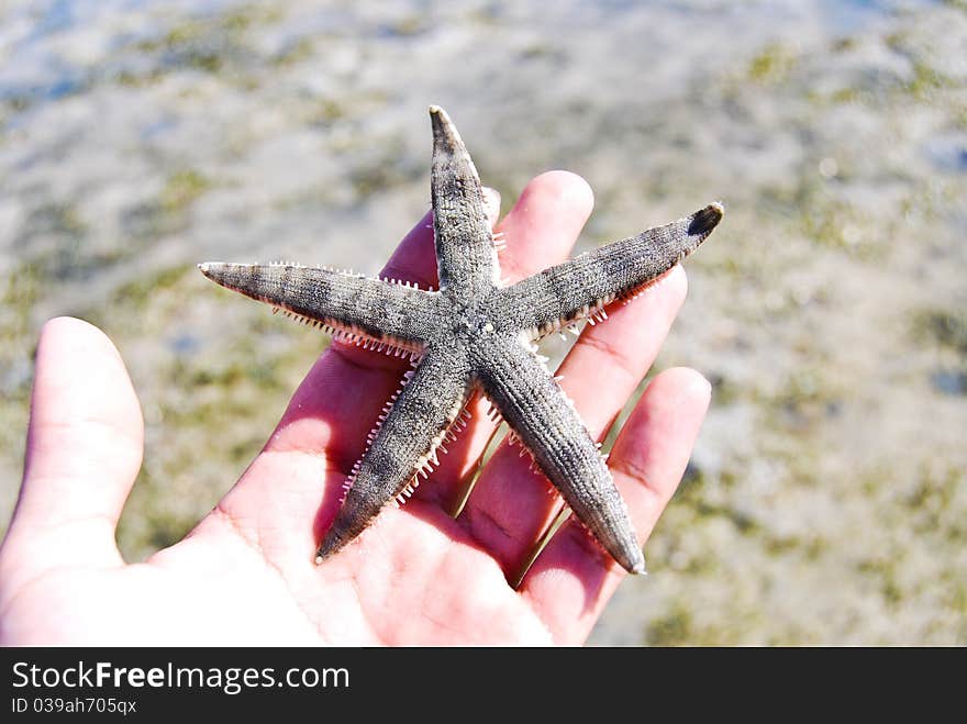 Black starfish at sea, Thailand. Black starfish at sea, Thailand.