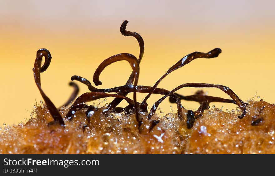 Fruit kiwi in drop of water close-up