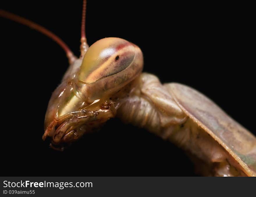 Portrait of the Praying Mantis,Objects over black background