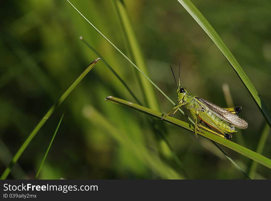 Grasshopper