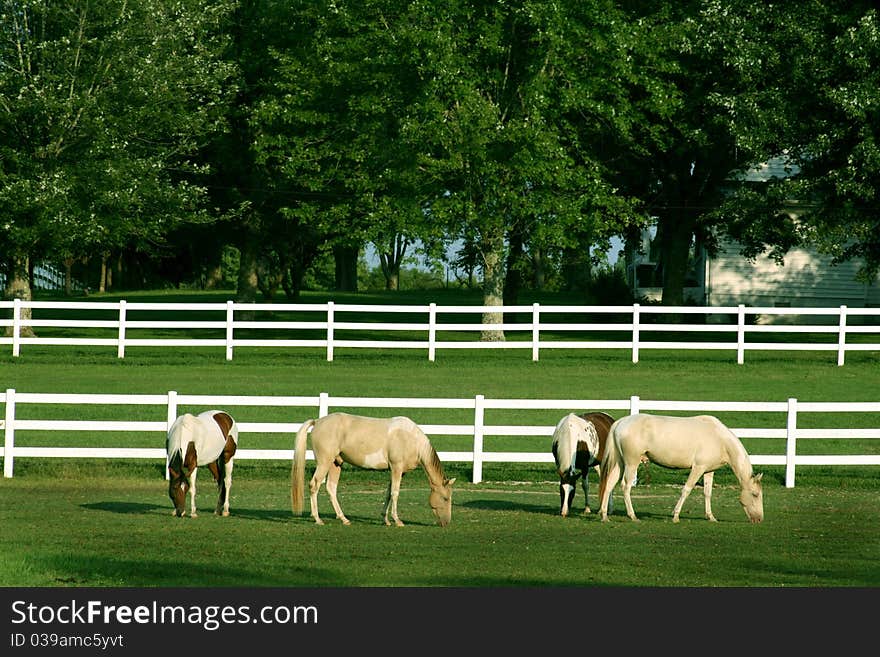 Beautiful horses grazing