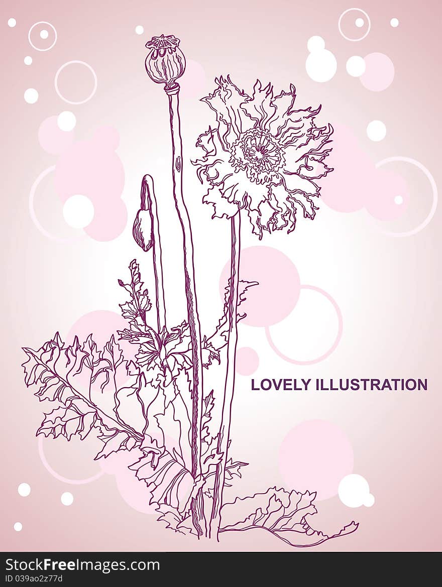 Poppy flowers hand drawing illustration