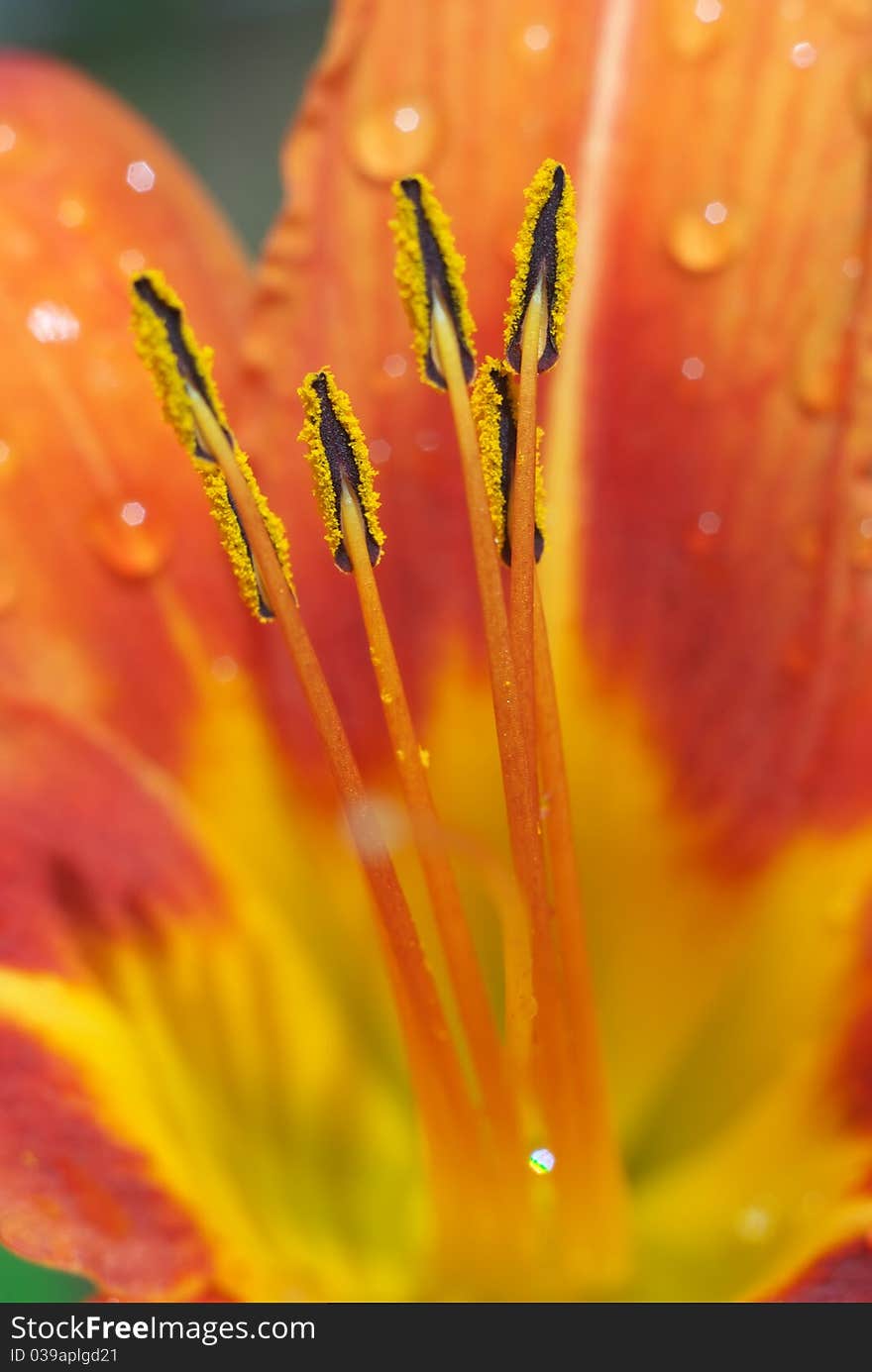 Macro of beautiful flower. Composition of nature.