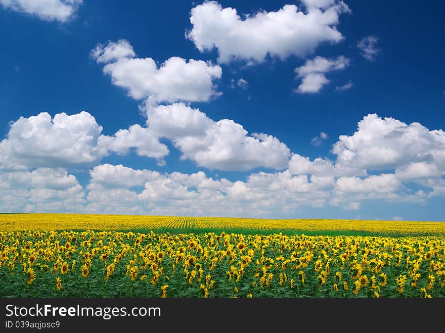 Meadow of sunflowers