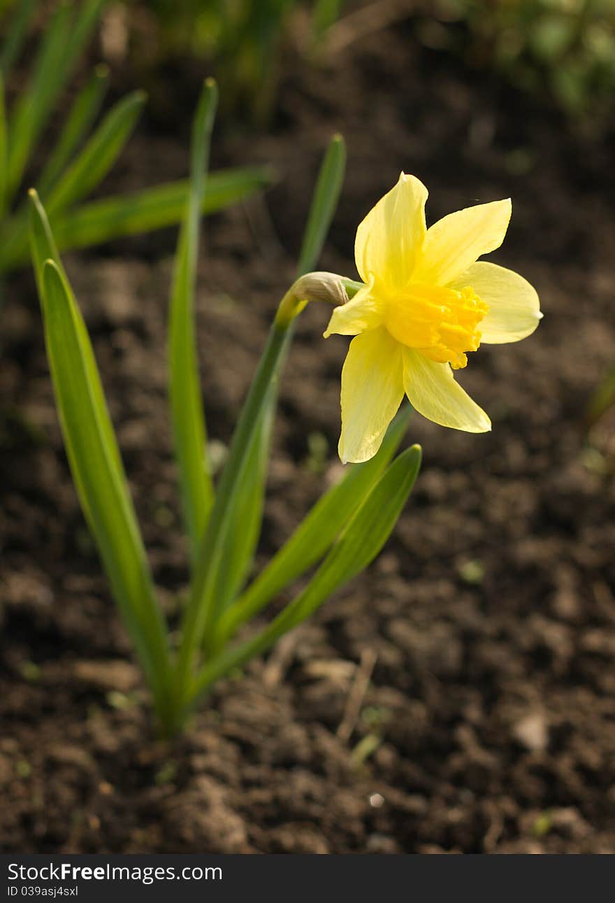 The dismissed flower of a narcissus in the spring